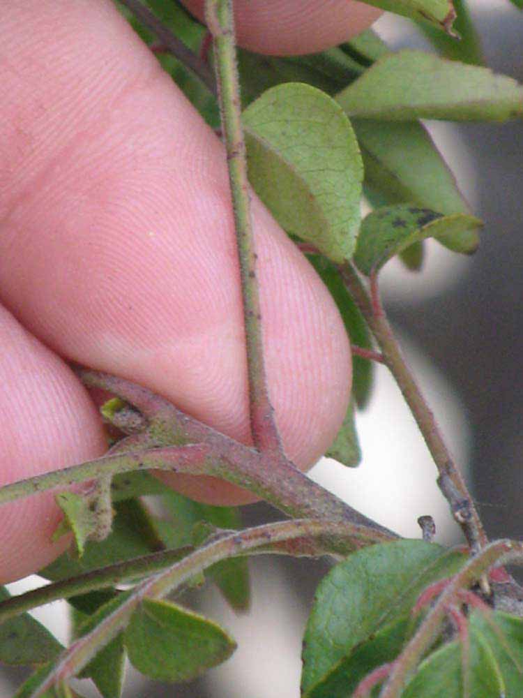              Petiole (Riverside, CA)       